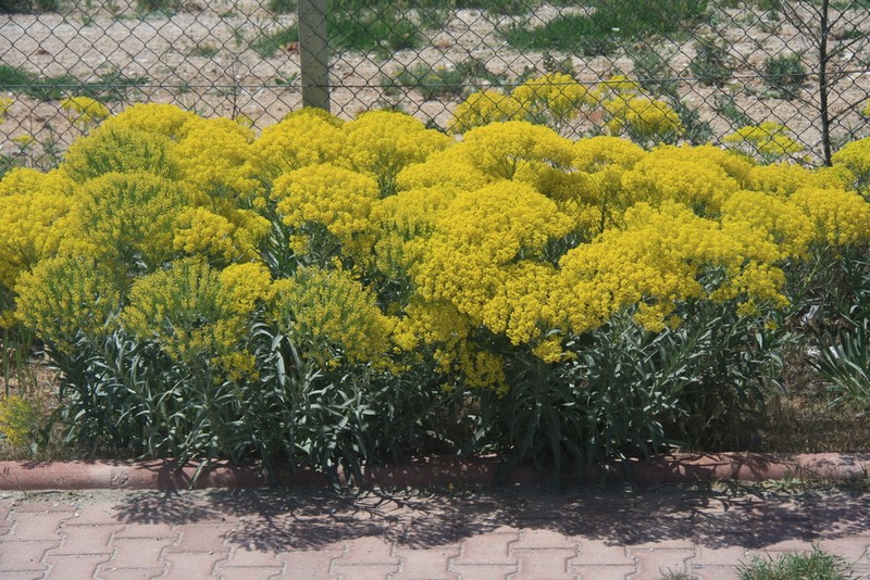 Isatis floribunda photo 7