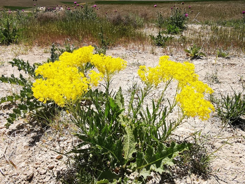 Isatis floribunda photo 8