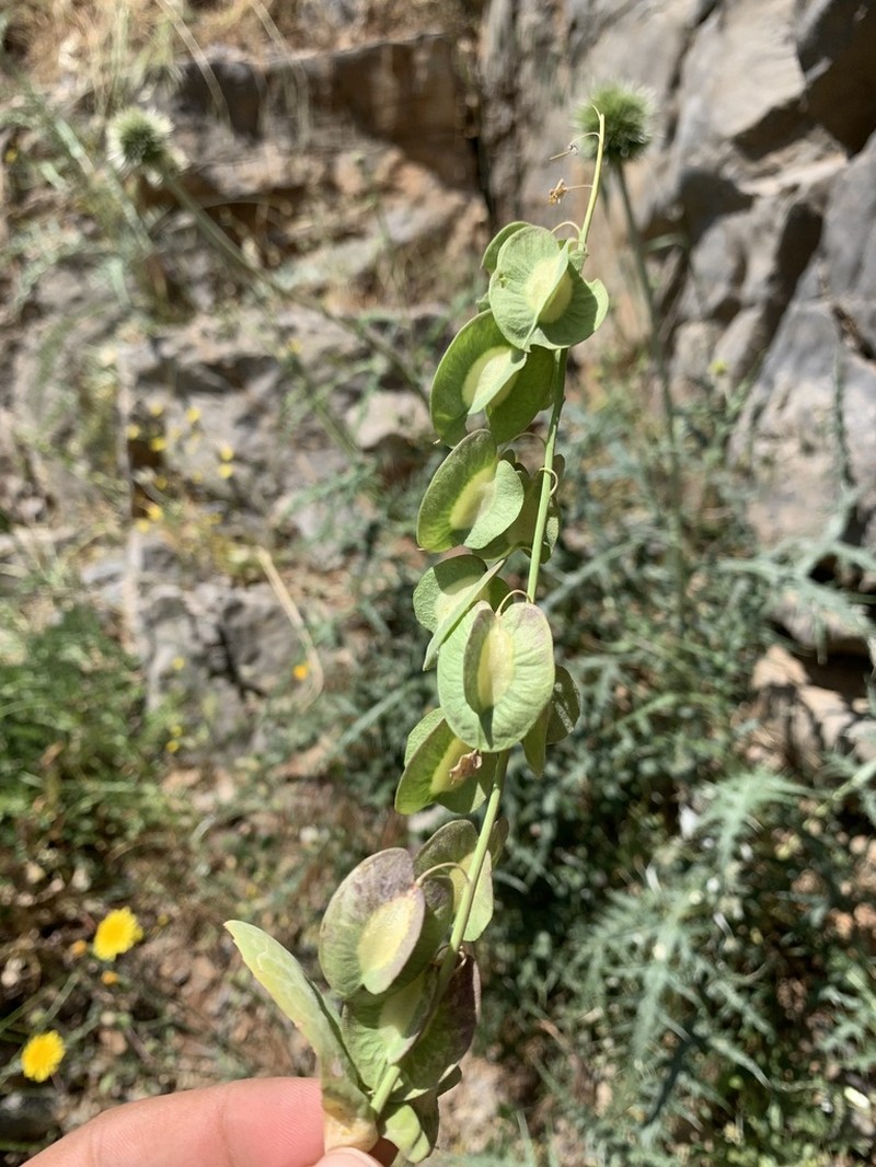 Isatis glastifolia