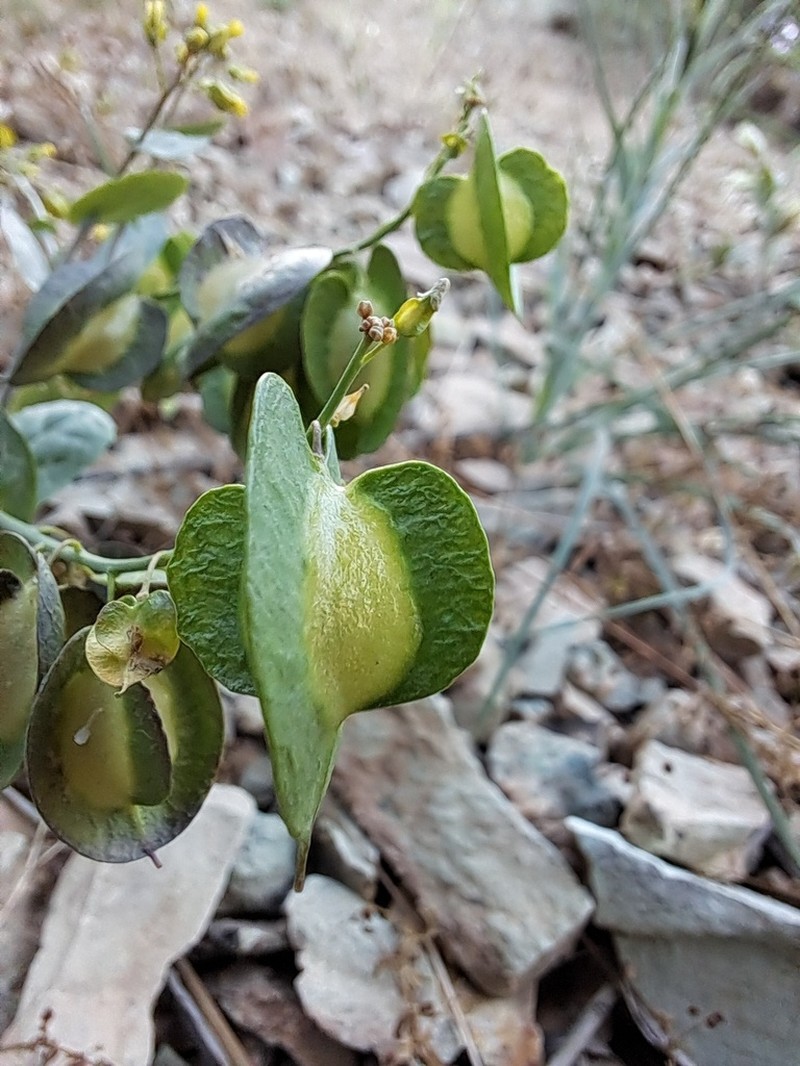 Isatis glastifolia photo 2