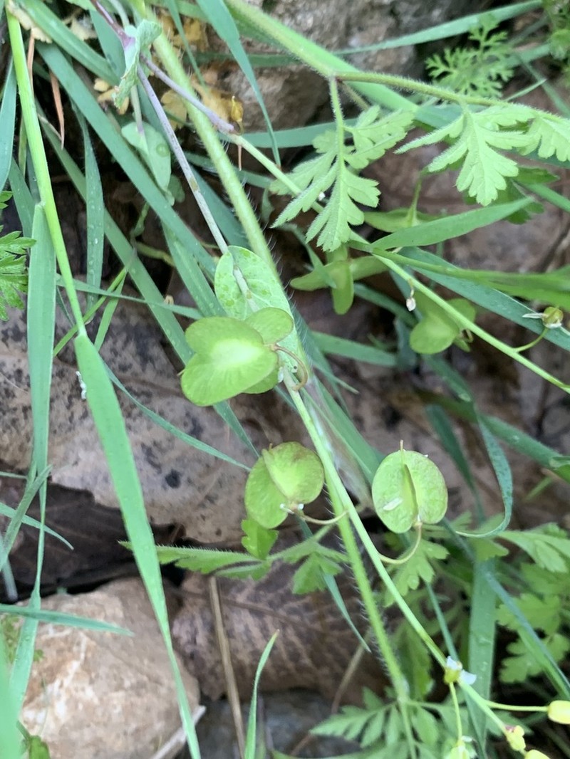 Isatis glastifolia photo 3