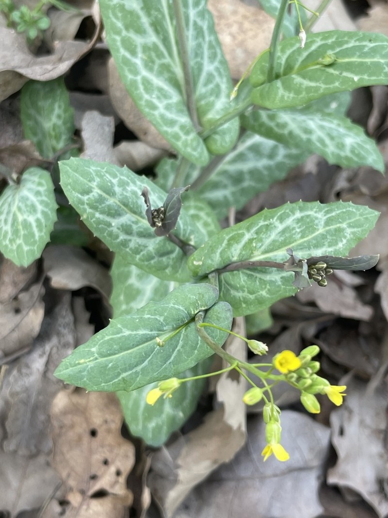 Isatis glastifolia photo 4
