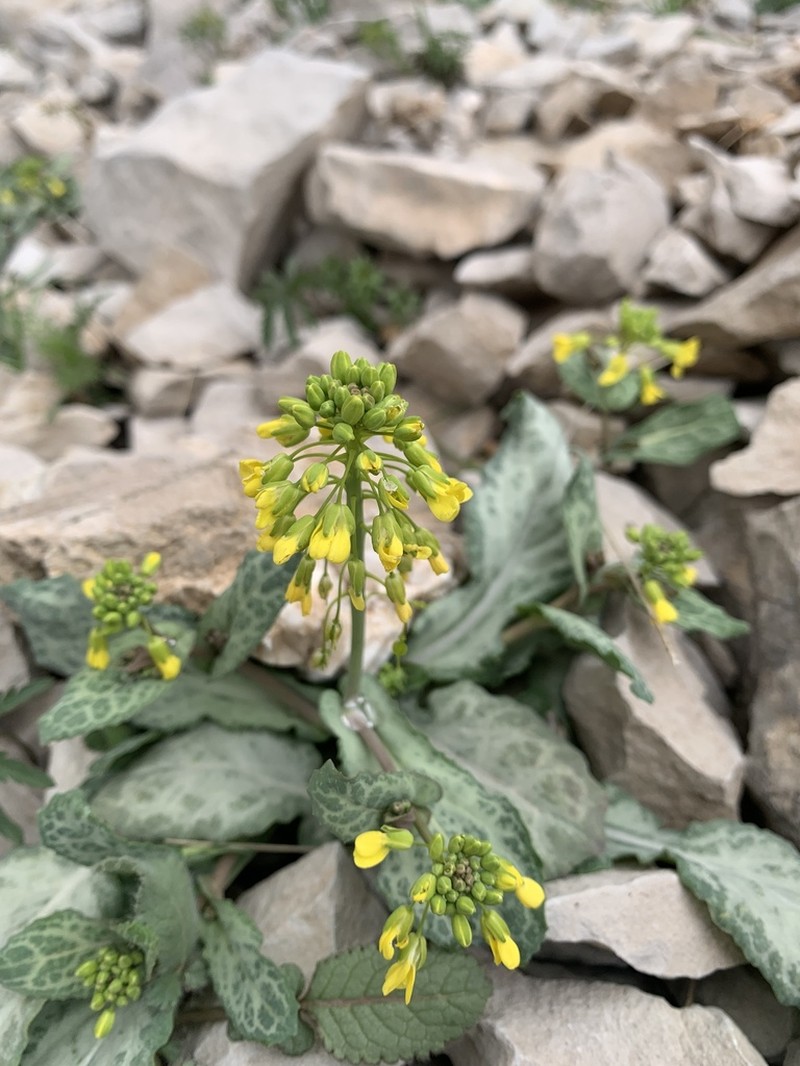 Isatis glastifolia photo 5