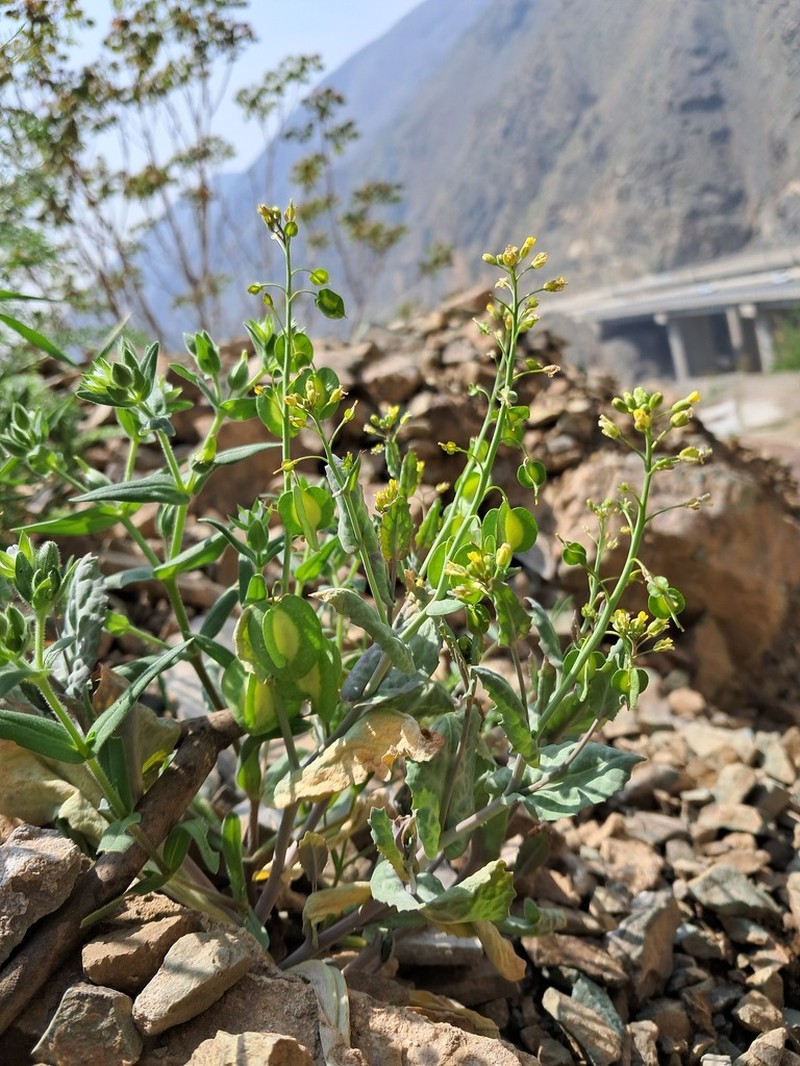 Isatis glastifolia photo 6
