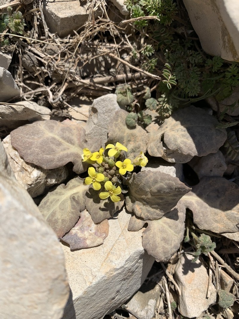 Isatis glastifolia photo 7