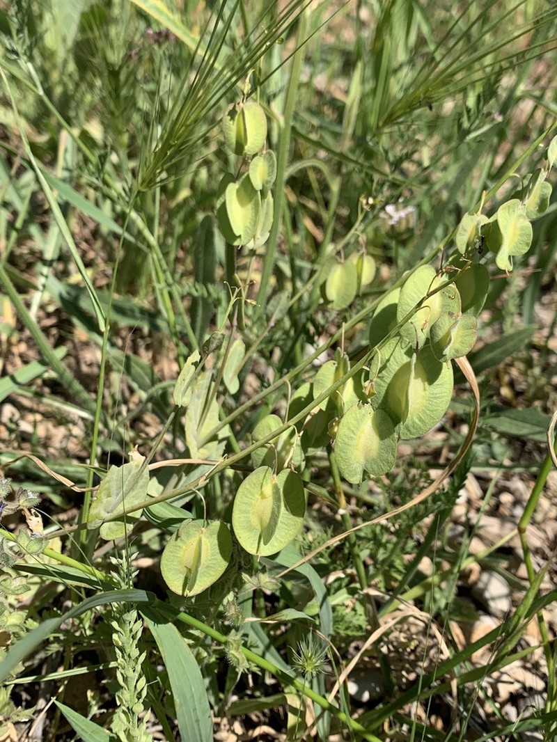 Isatis glastifolia photo 8