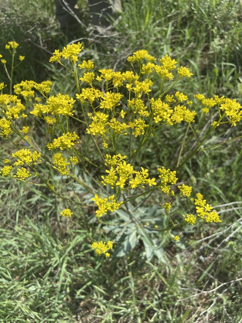 Isatis glauca photo 2