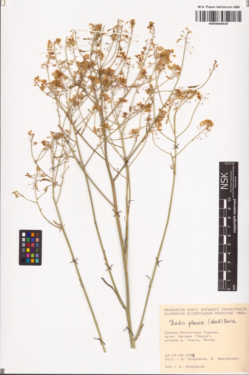 Isatis glauca photo 3