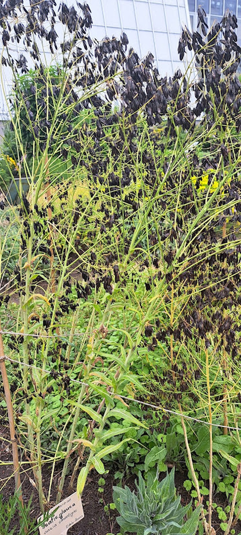 Isatis glauca