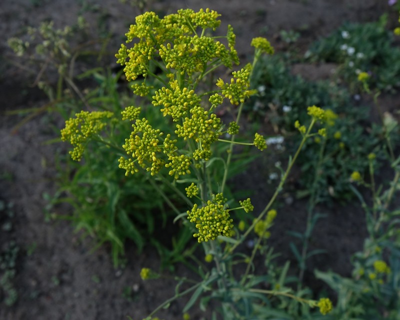 Isatis glauca photo 4