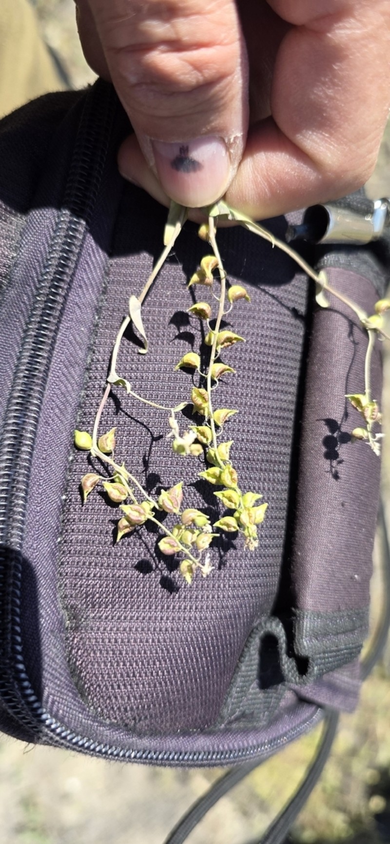 Isatis gymnocarpa