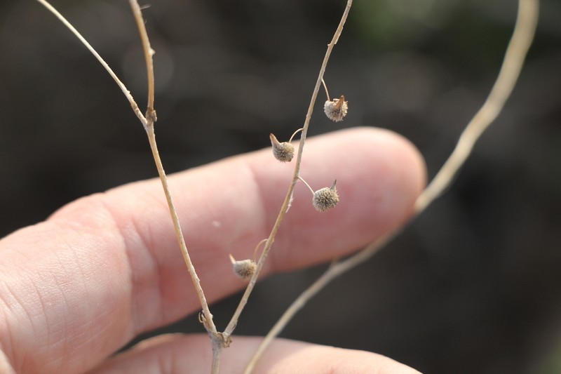 Isatis gymnocarpa photo 2