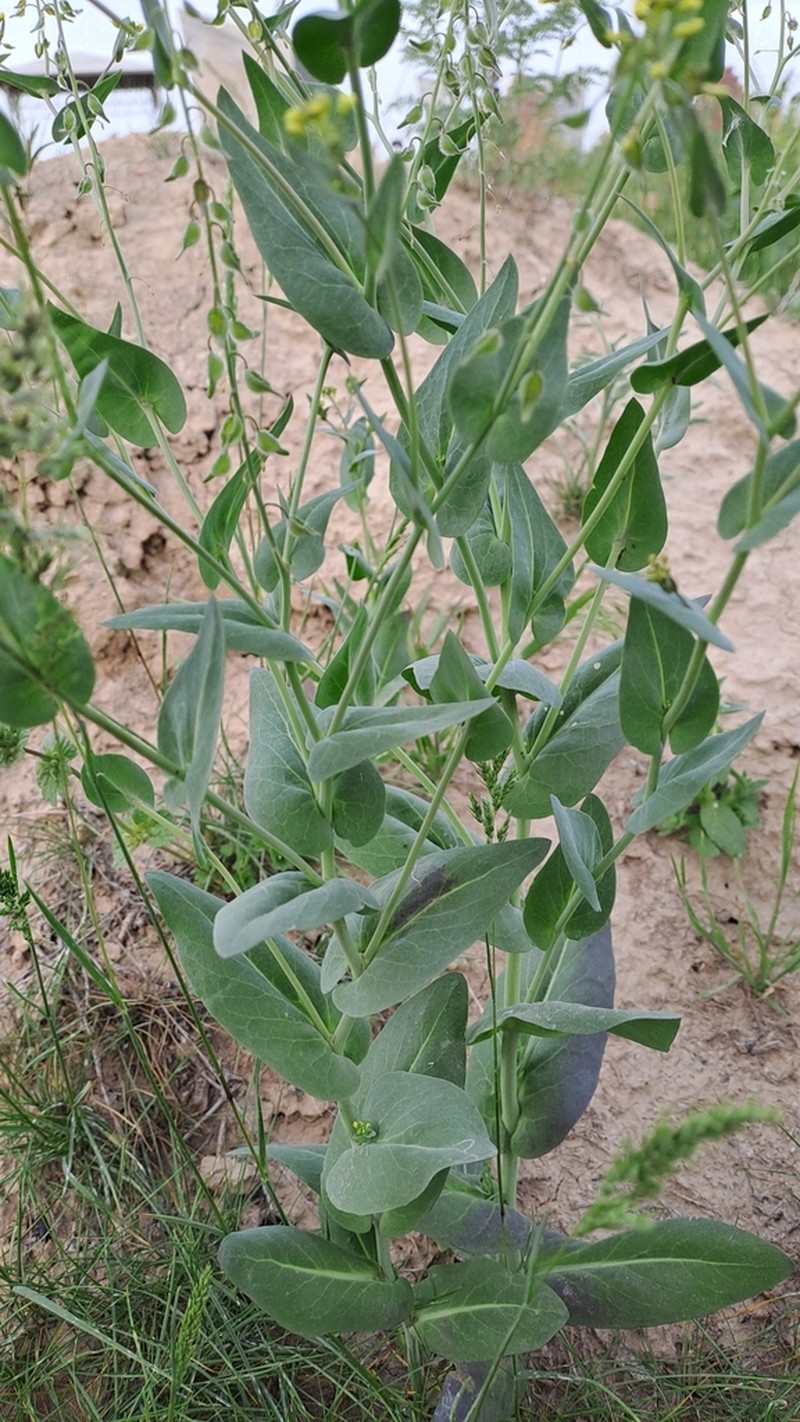 Isatis gymnocarpa photo 3