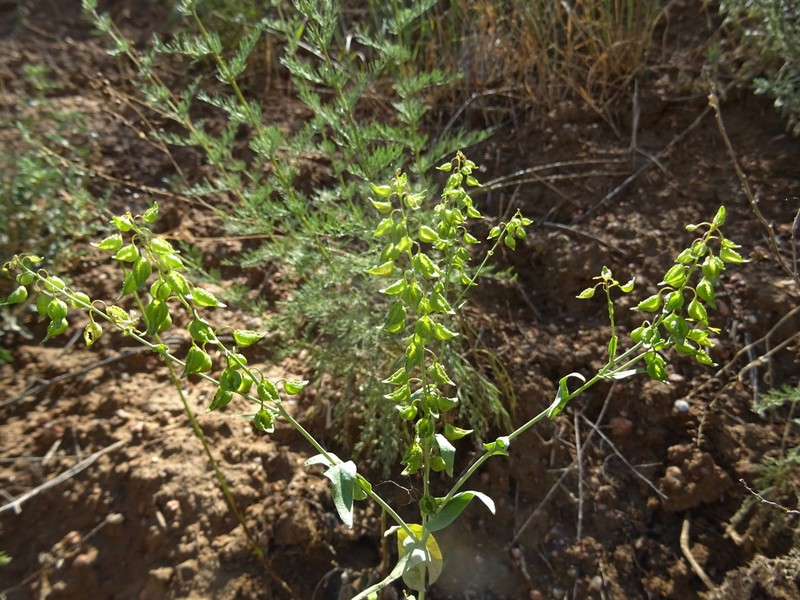 Isatis gymnocarpa photo 4