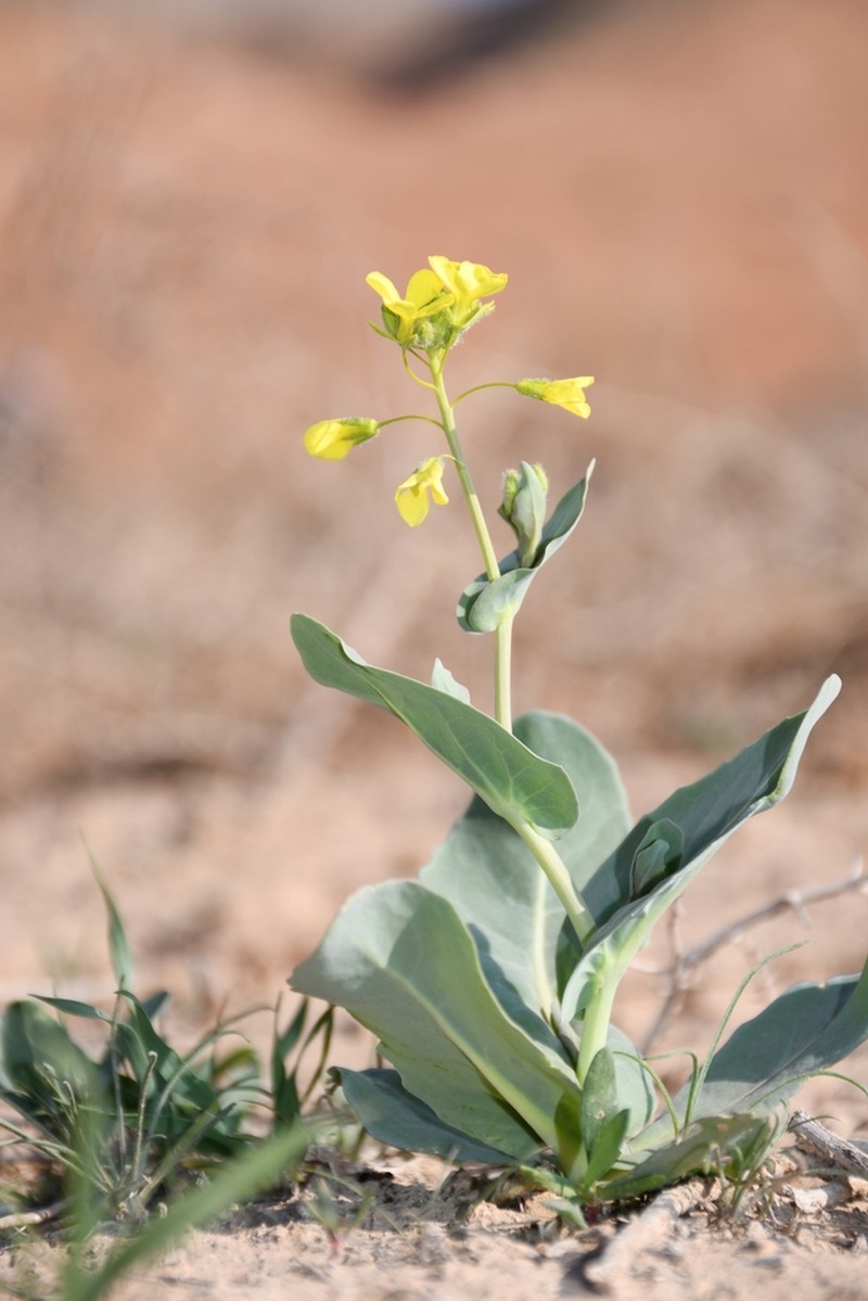 Isatis hirtocalyx
