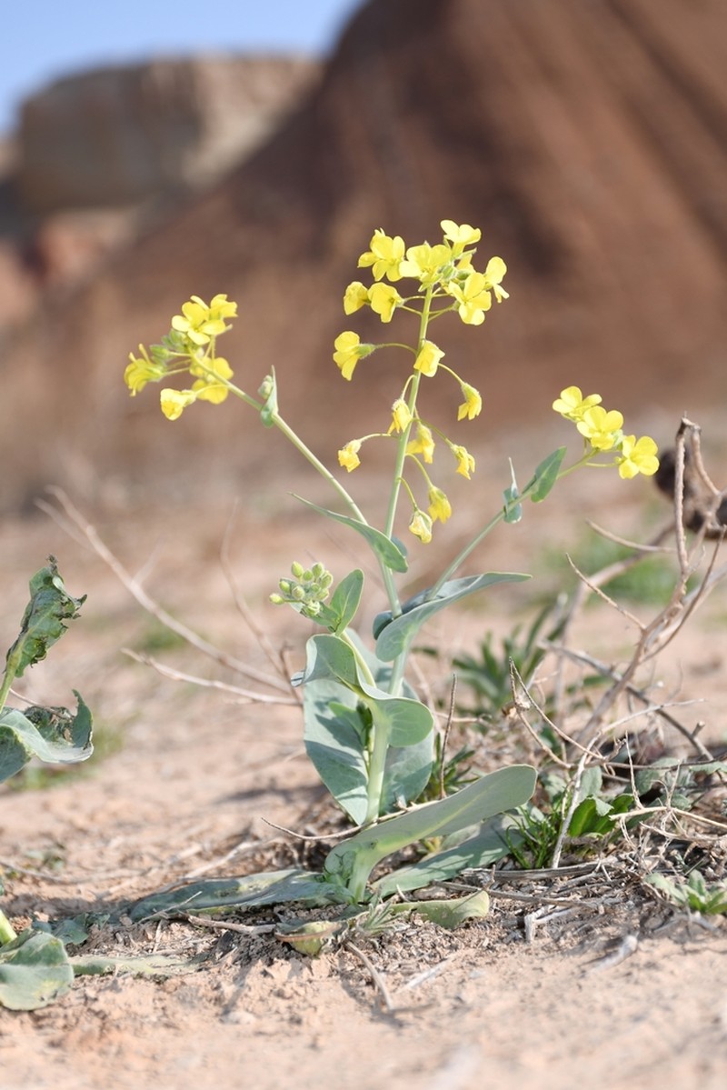 Isatis hirtocalyx photo 2