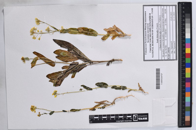 Isatis hirtocalyx photo 5
