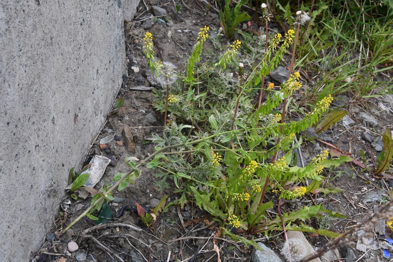 Isatis jacutensis photo 4