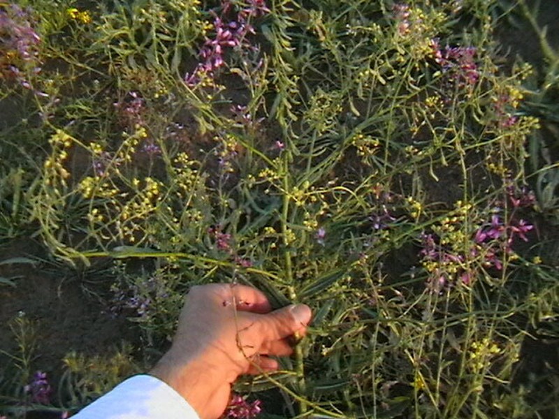 Isatis kotschyana photo 3