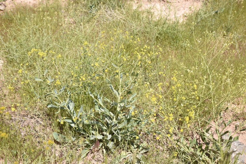 Isatis kotschyana photo 4