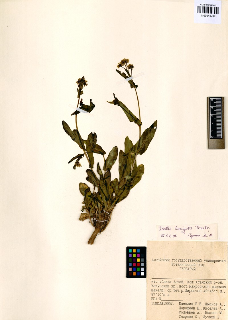Isatis laevigata