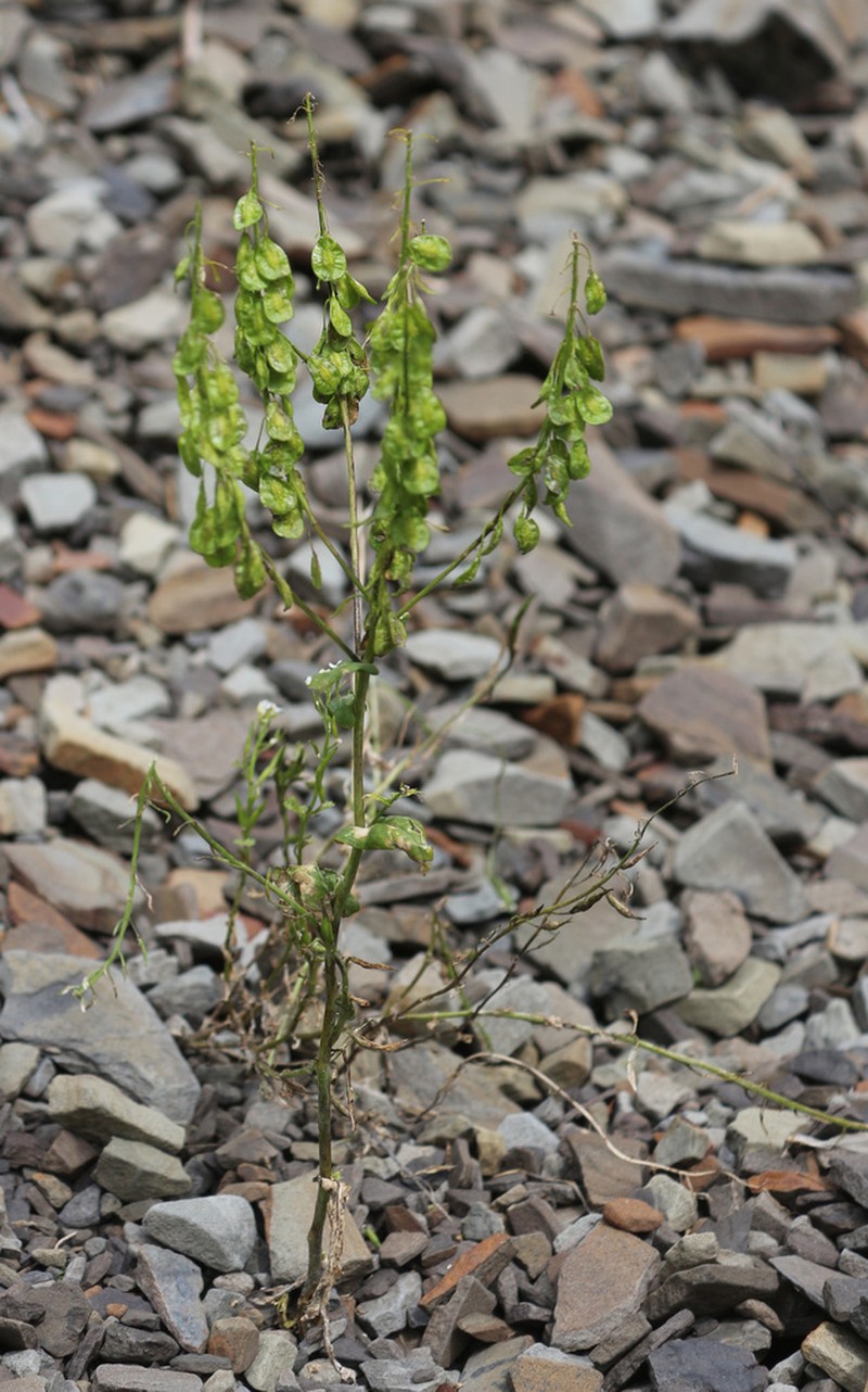 Isatis latisiliqua