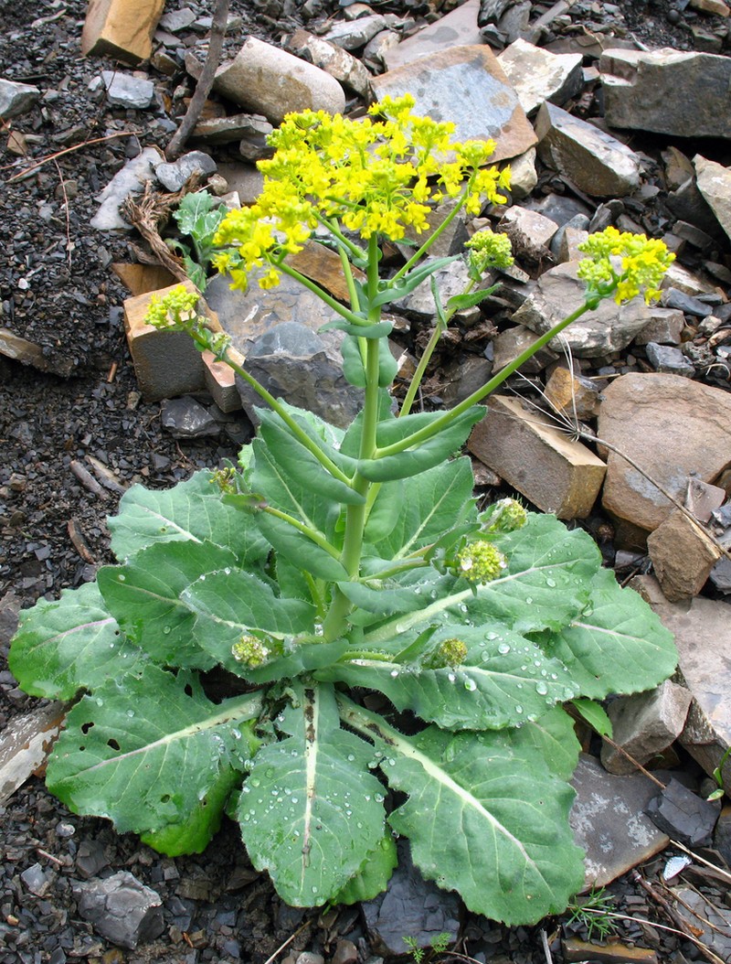 Isatis latisiliqua photo 2