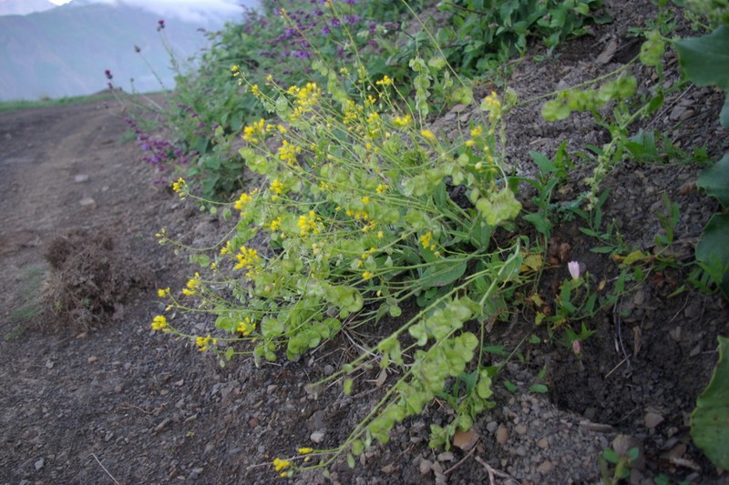 Isatis latisiliqua photo 3