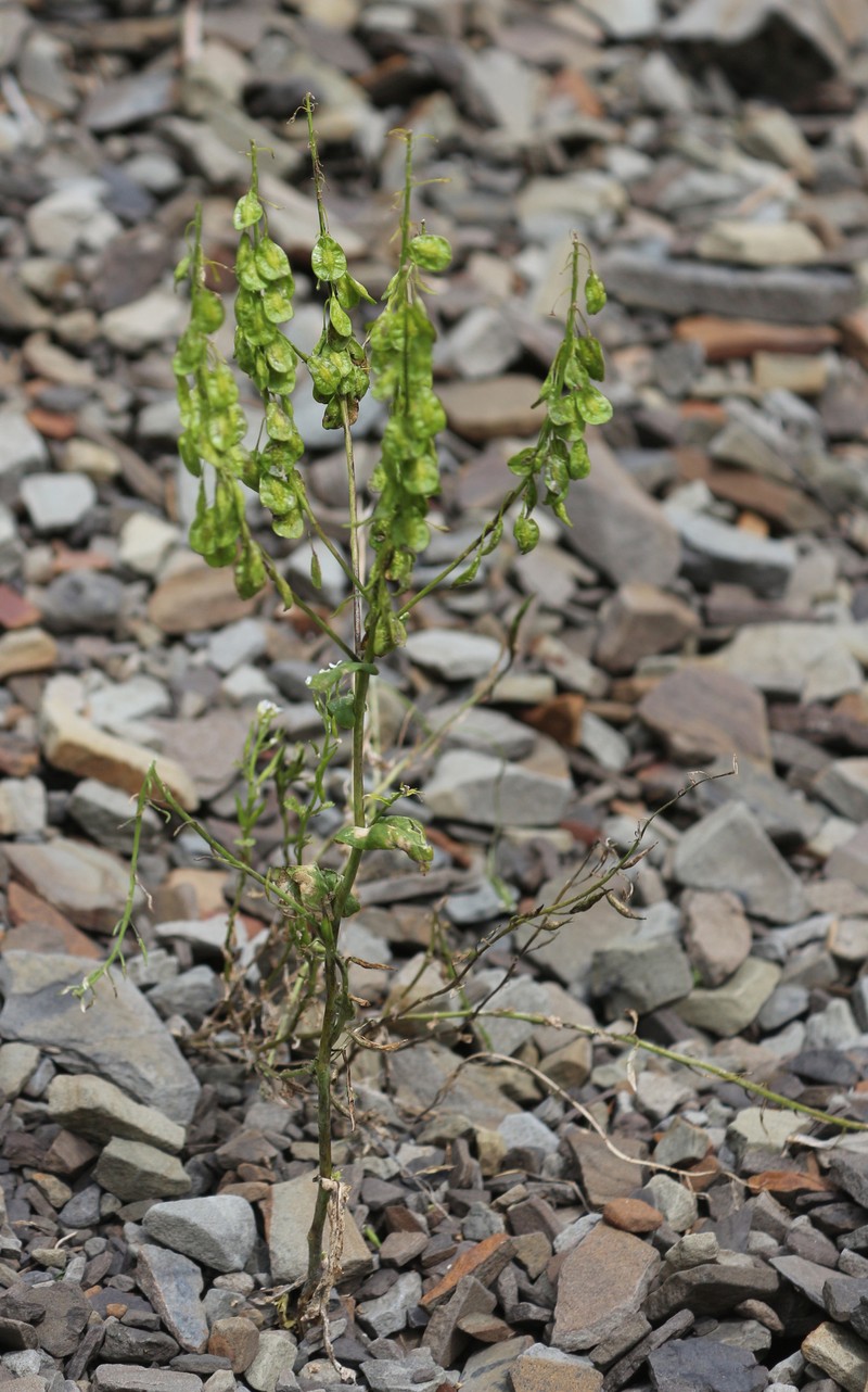 Isatis latisiliqua photo 6