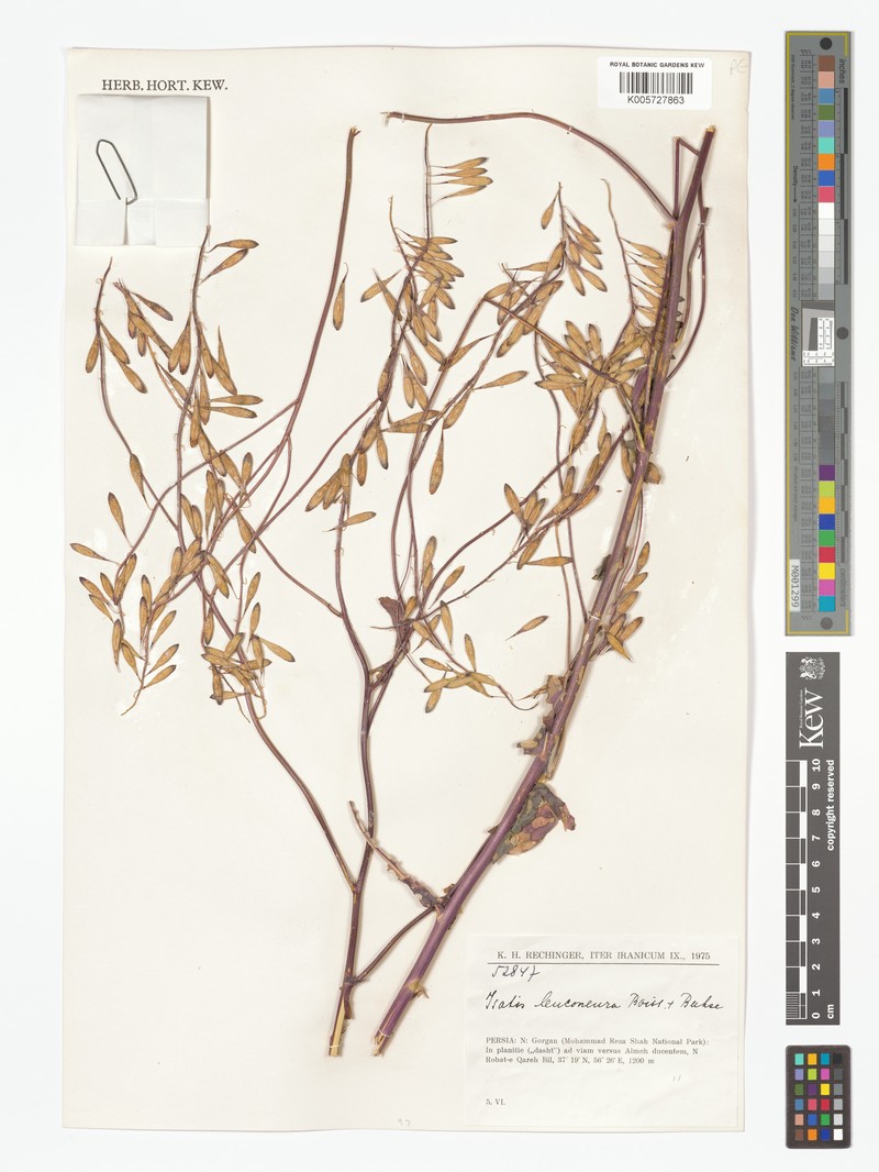 Isatis leuconeura