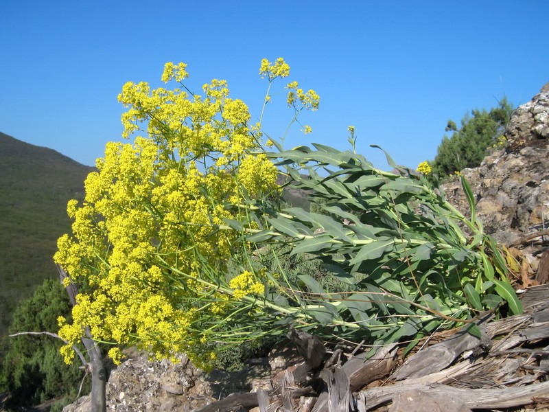Isatis littoralis