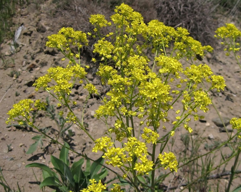 Isatis littoralis photo 2