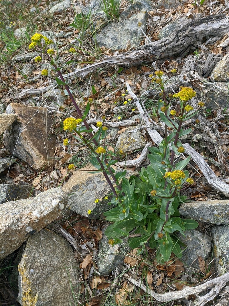 Isatis littoralis photo 3