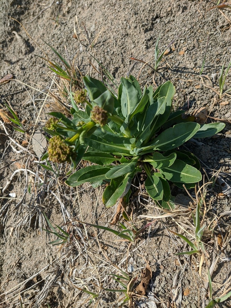 Isatis littoralis photo 5