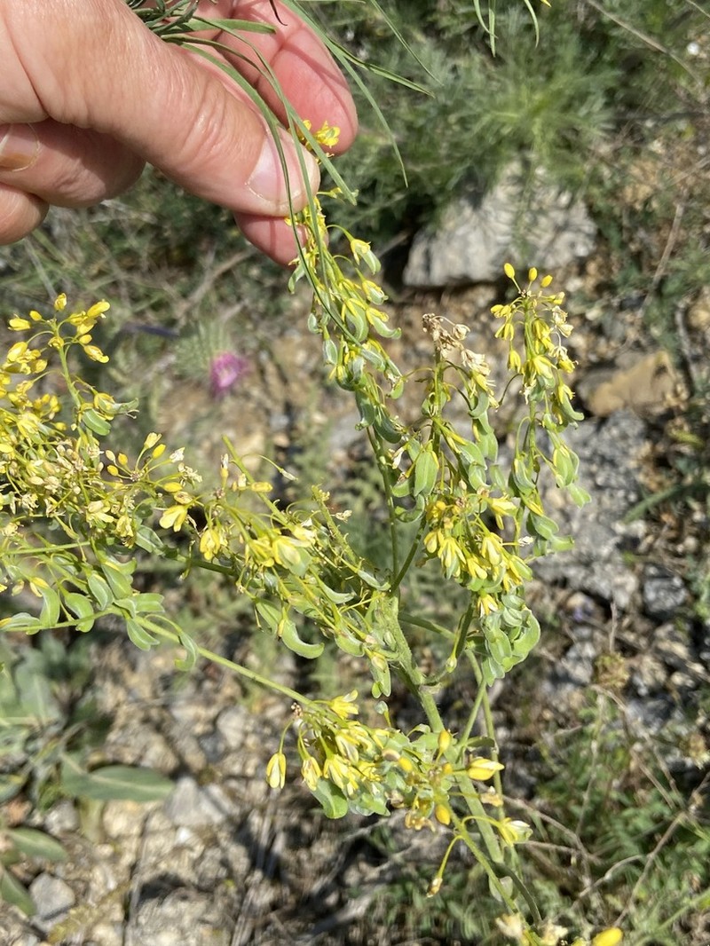 Isatis littoralis photo 6