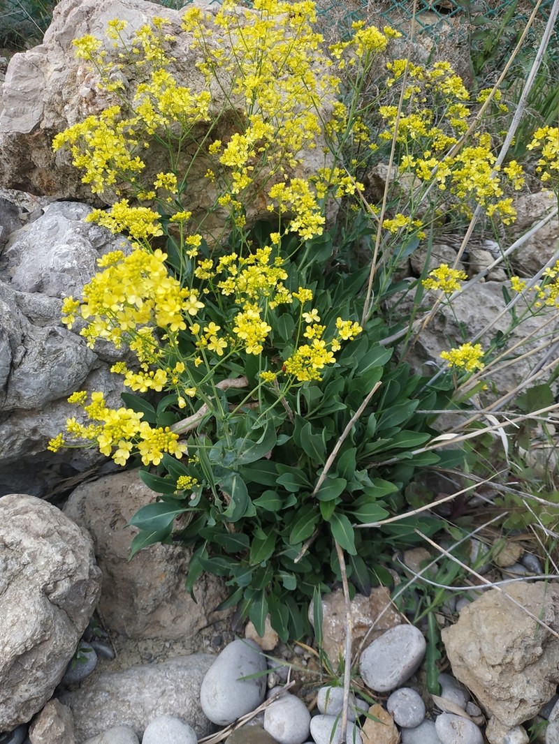 Isatis littoralis photo 7
