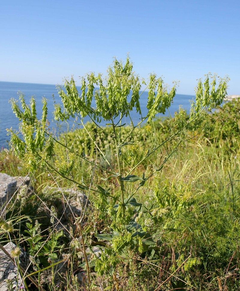 Isatis littoralis photo 8