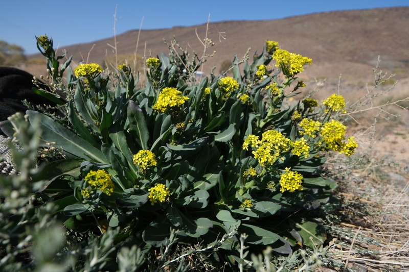 Isatis lusitanica