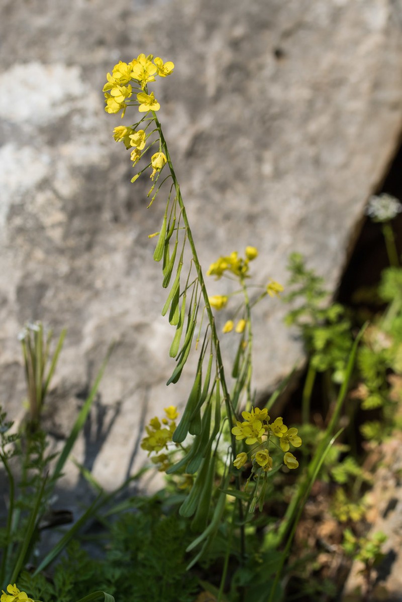 Isatis lusitanica photo 2
