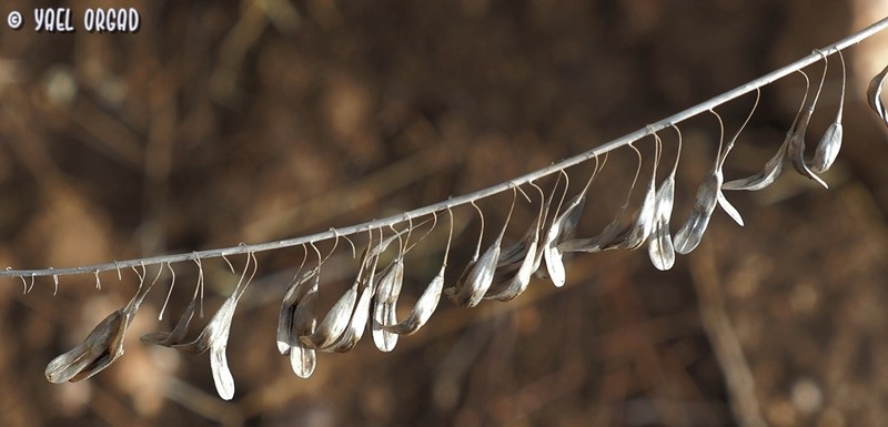 Isatis lusitanica photo 3