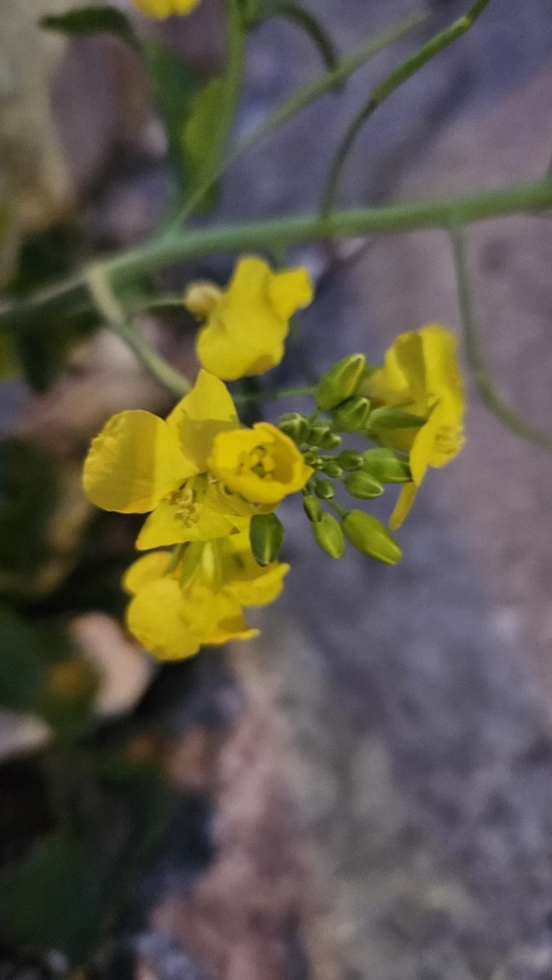 Isatis lusitanica photo 4