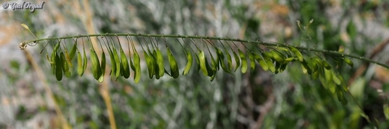 Isatis lusitanica photo 5