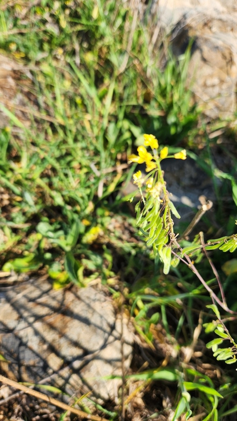 Isatis lusitanica photo 6