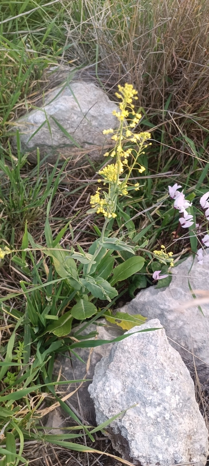 Isatis lusitanica photo 7