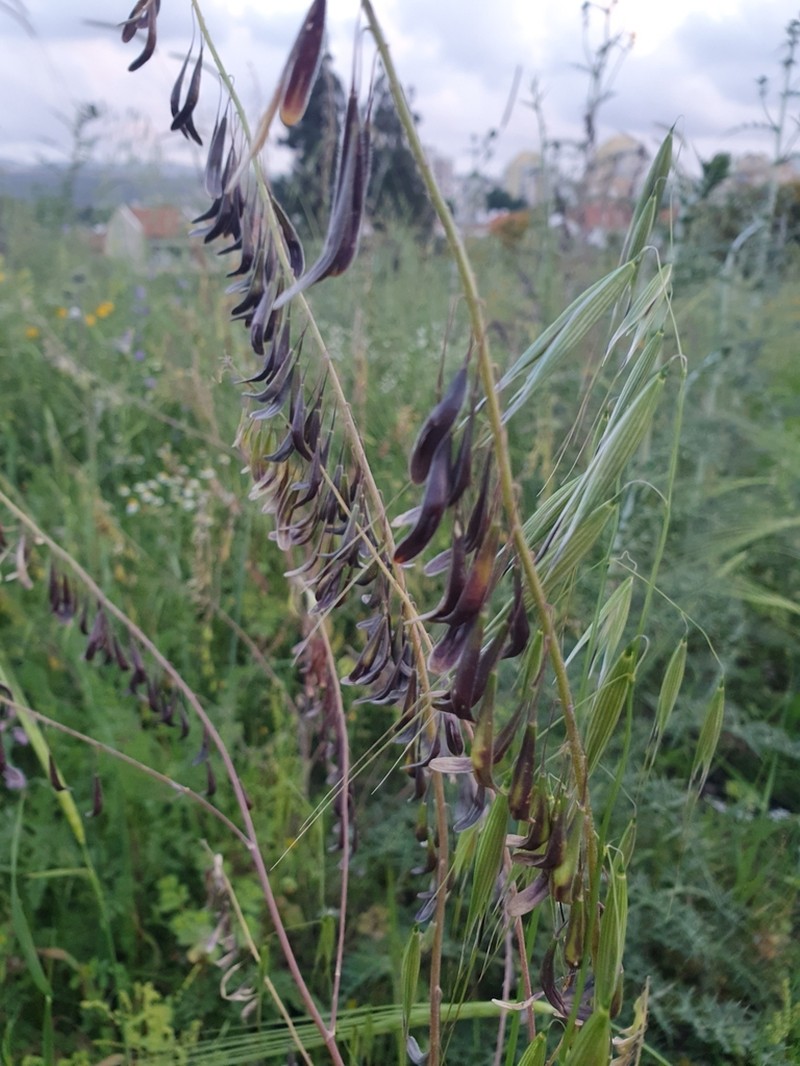 Isatis lusitanica photo 8