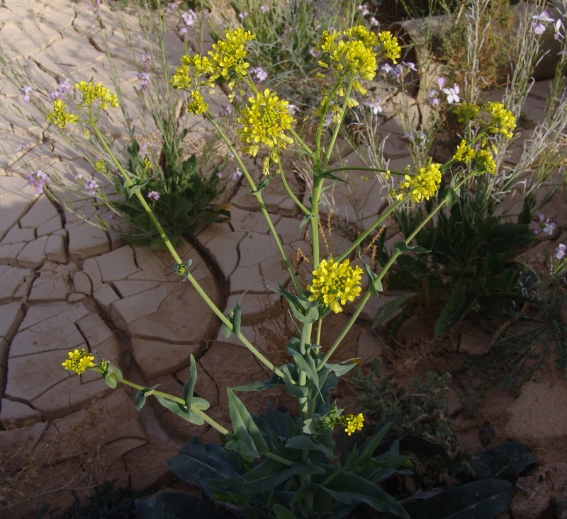 Isatis microcarpa