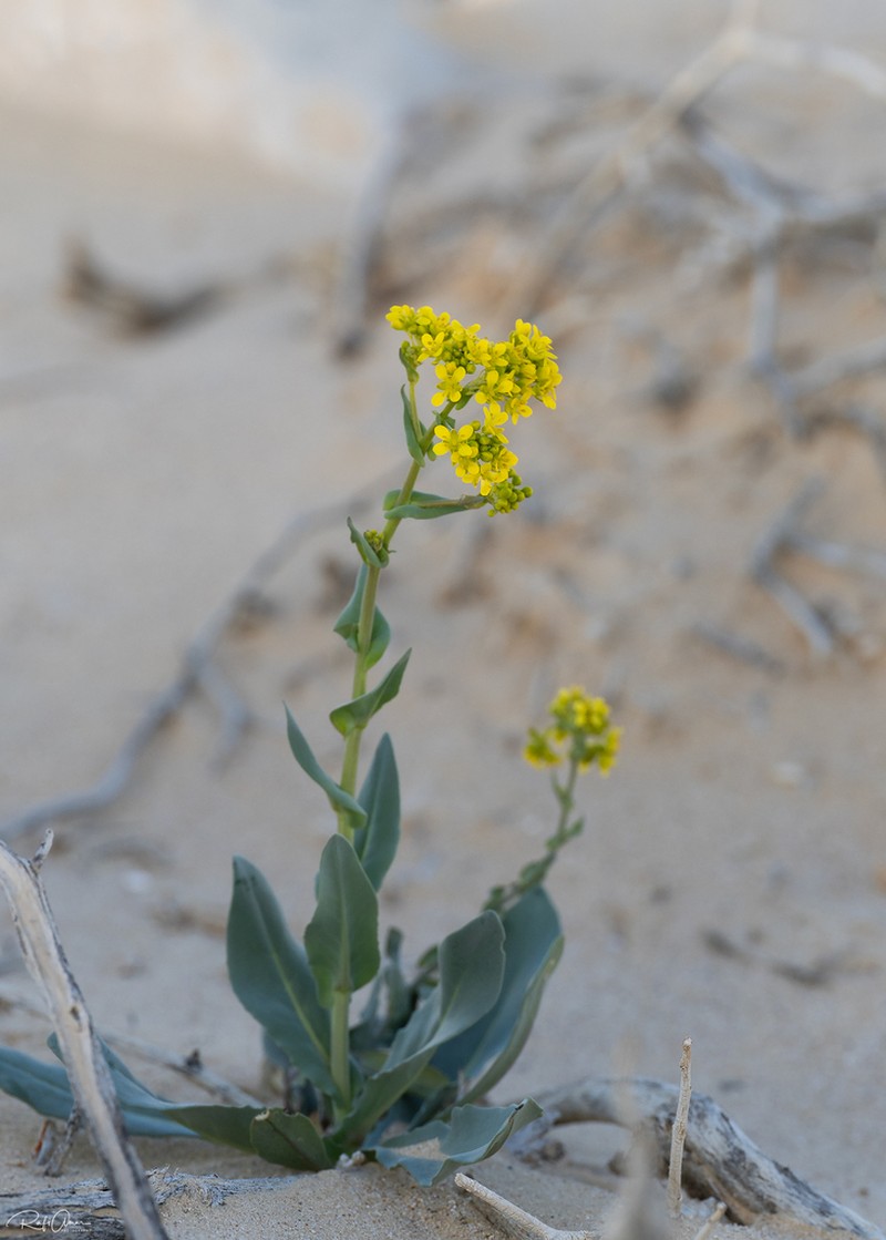 Isatis microcarpa photo 2