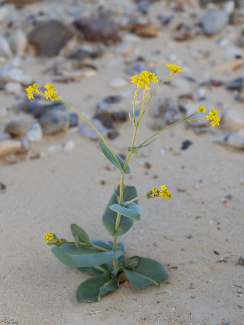 Isatis microcarpa photo 3