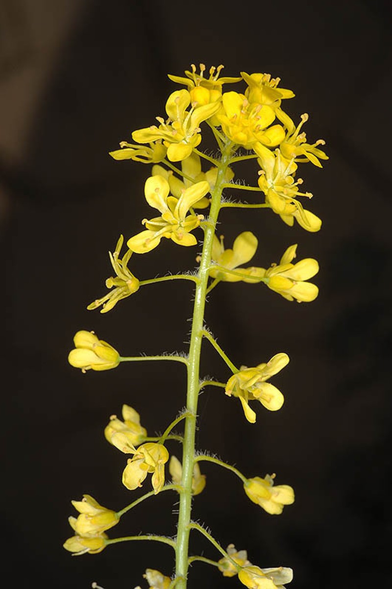 Isatis microcarpa photo 4