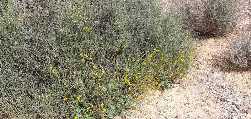 Isatis microcarpa photo 5